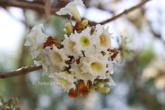 Radermachera xylocarpa